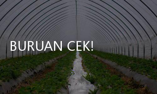 BURUAN CEK! Saldo Dana Bansos PKH Triwulan I Cair Sampai Maret, Login NIK KTP